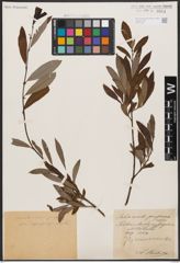 Foto von Salix aurita L. x Salix purpurea L.